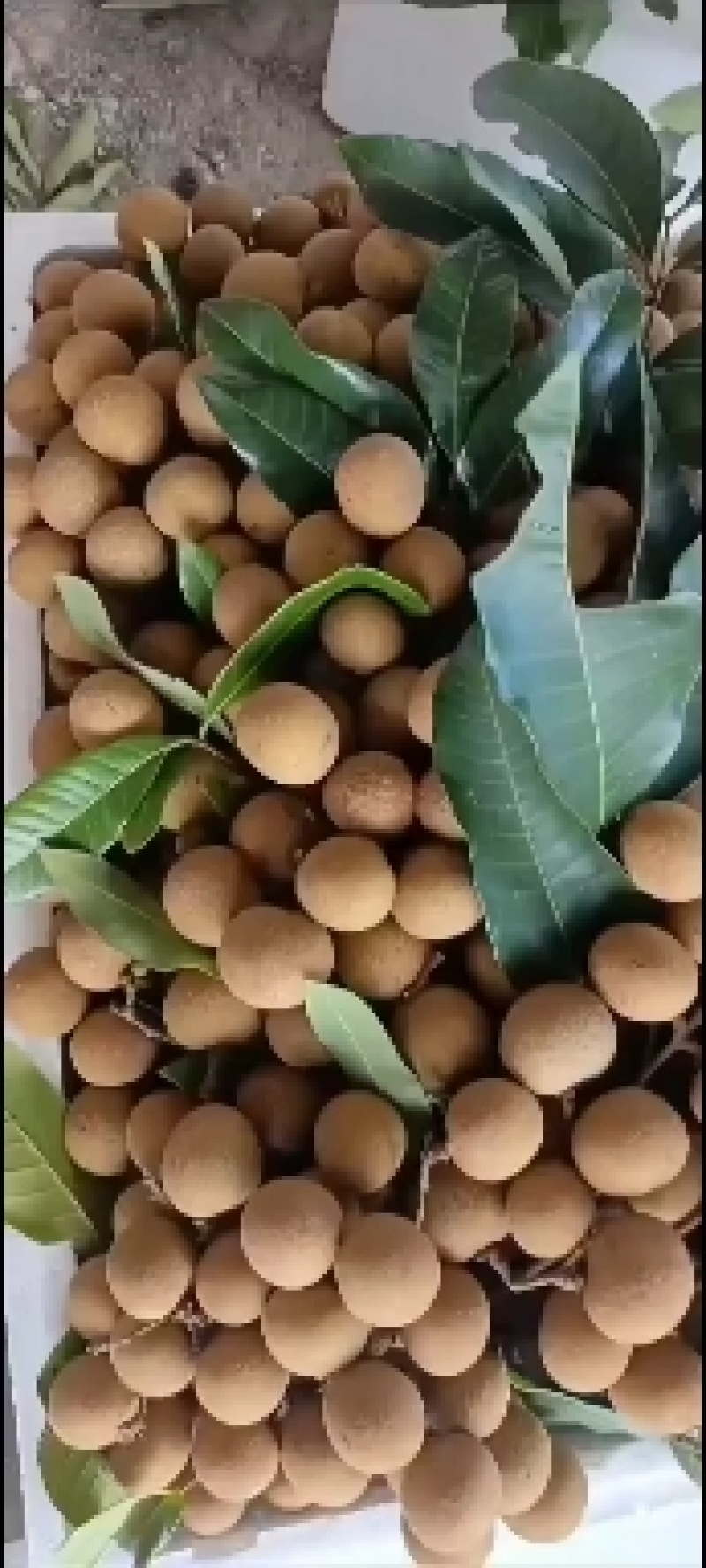 **《储良龙眼》大量上市，量大从优对接电商市场，加工厂