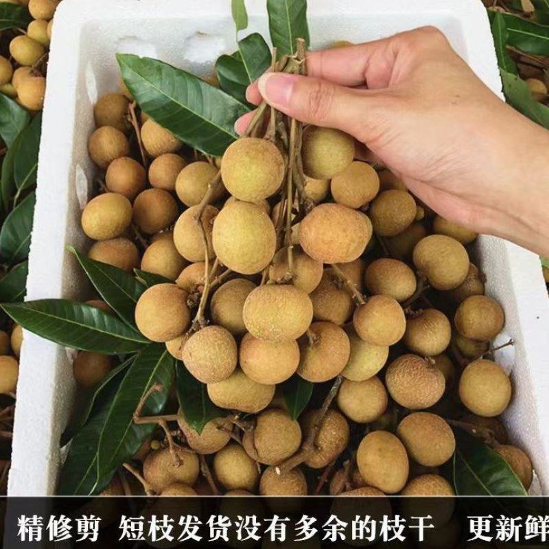 **《储良龙眼》大量上市，量大从优对接电商市场，加工厂
