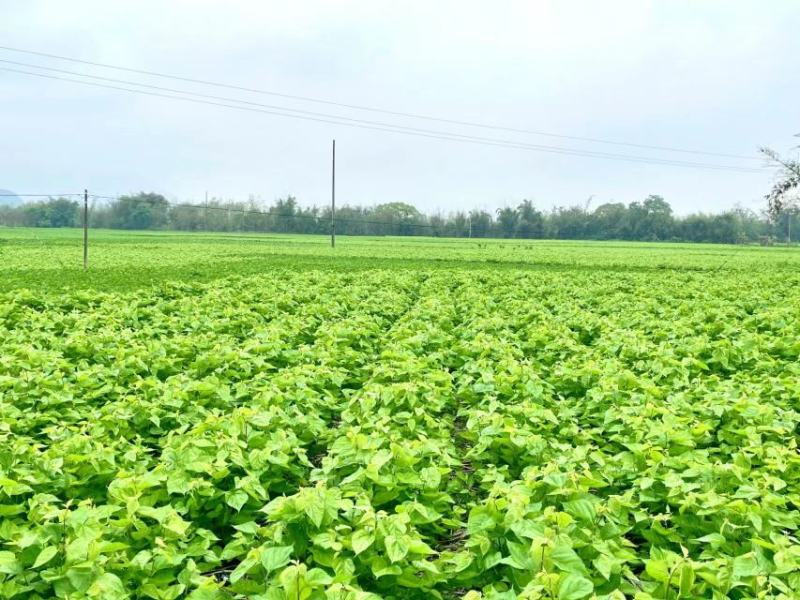 冰鲜桑叶桑芽菜食用桑叶厂家直销大量出售桑叶菜