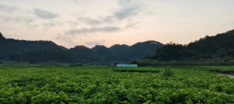 冰鲜桑叶桑芽菜食用桑叶厂家直销大量出售桑叶菜