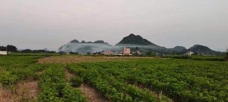 冰鲜桑叶桑芽菜食用桑叶厂家直销大量出售桑叶菜