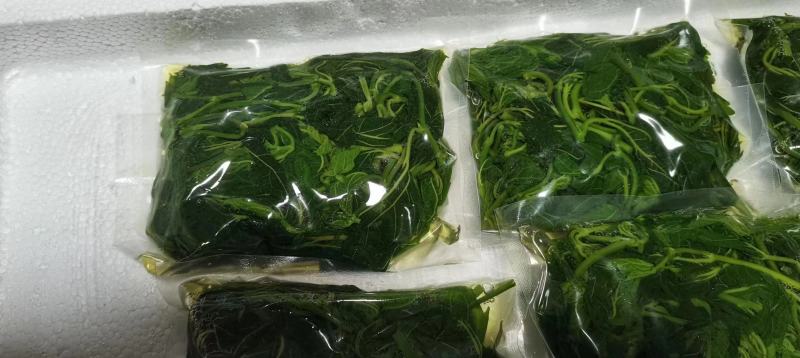 冰鲜桑叶桑芽菜食用桑叶厂家直销大量出售桑叶菜