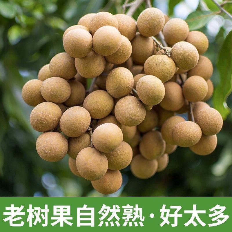 优选《石硖龙眼》价格美丽，量大从优，电商，市场，商超，