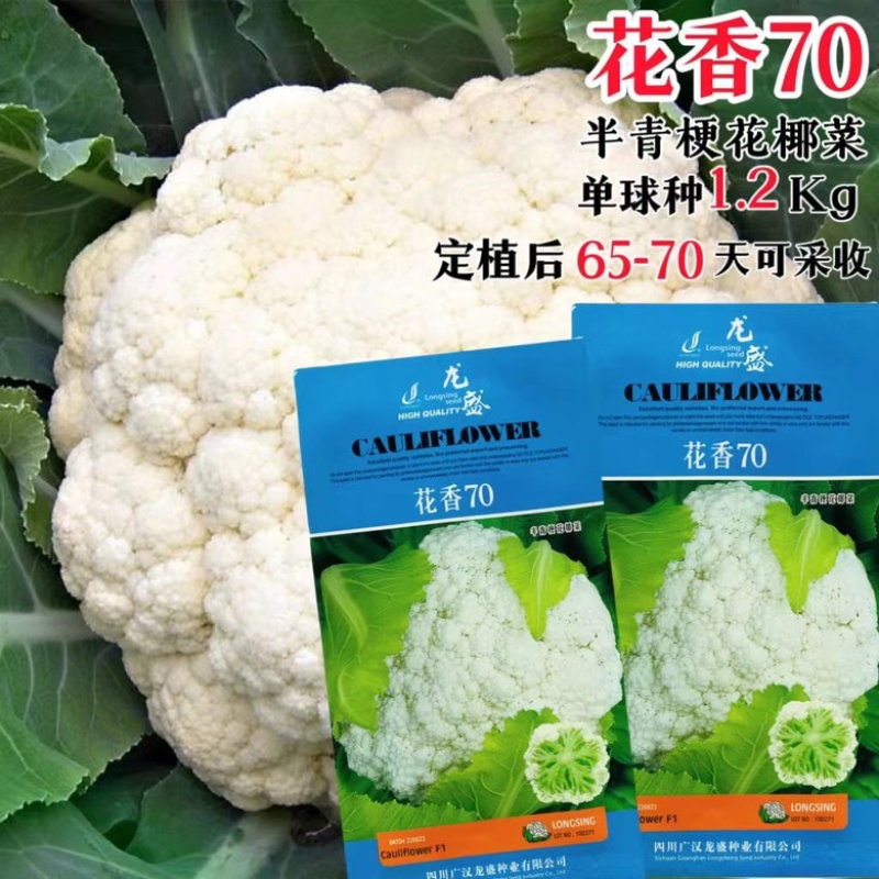 花菜种子，花香80天有机花菜种子