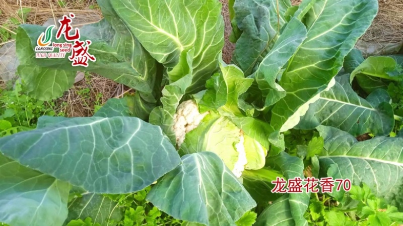 花菜种子，花香80天有机花菜种子
