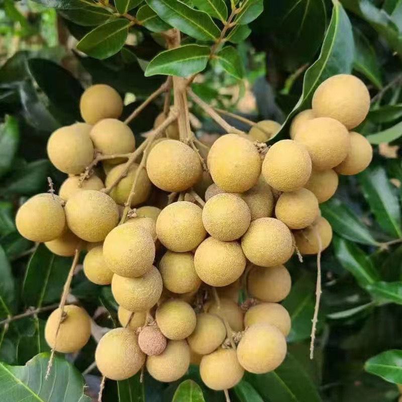 优选《石硖龙眼》价格美丽，量大从优，电商，市场，商超，