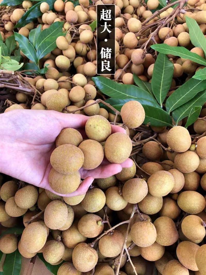 优选《石硖龙眼》价格美丽，量大从优，电商，市场，商超，