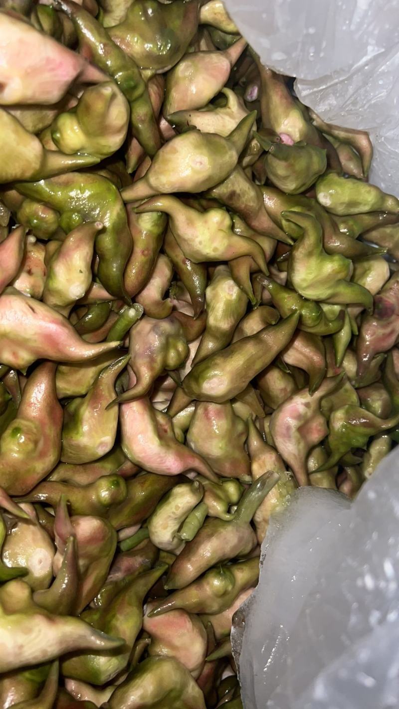 新鲜菱角，湖北产地直发，规格多样，对接市场商超，电联采购