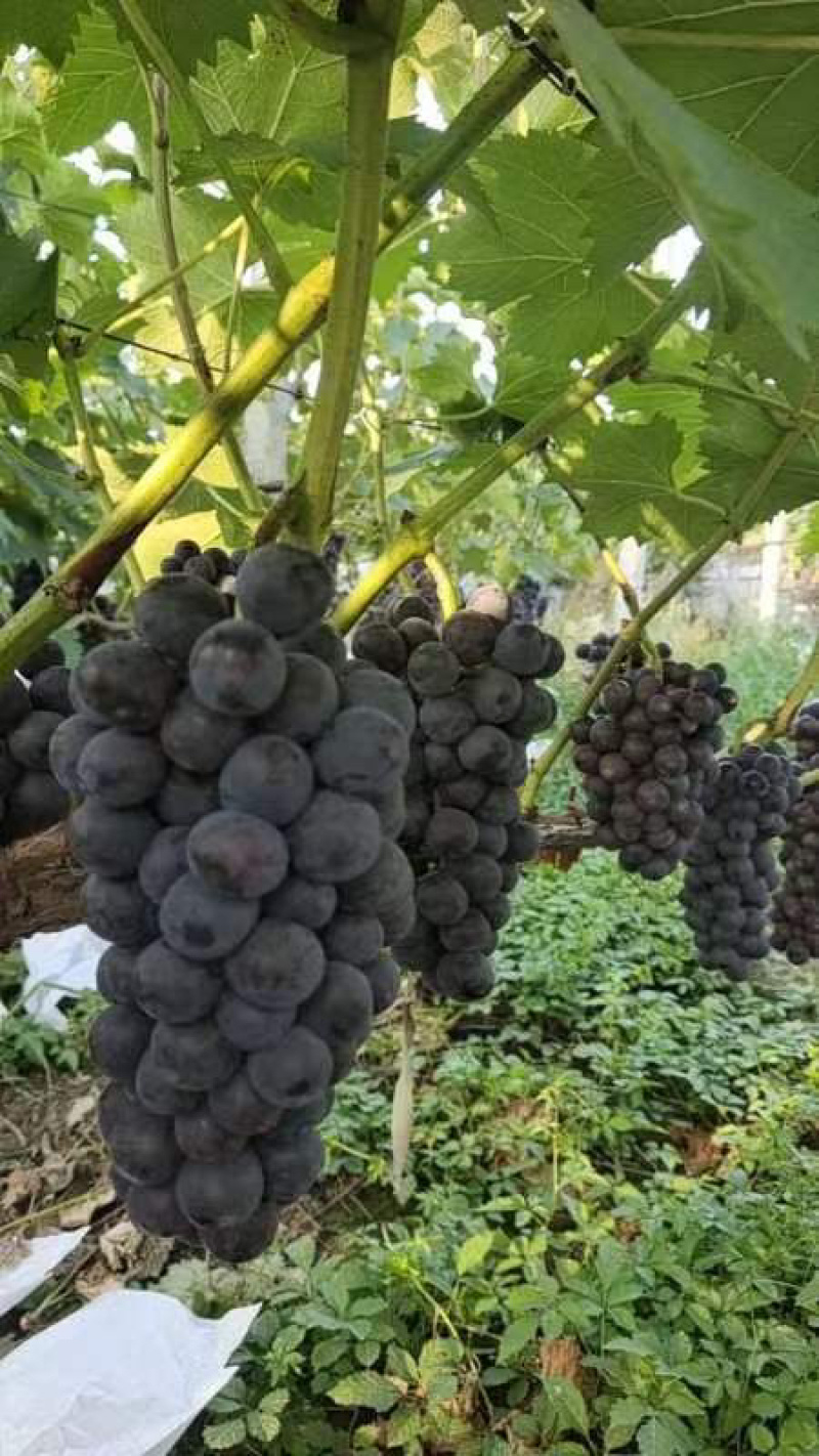 夏黑特早果肉翠硬香甜可口产地直发量大从优