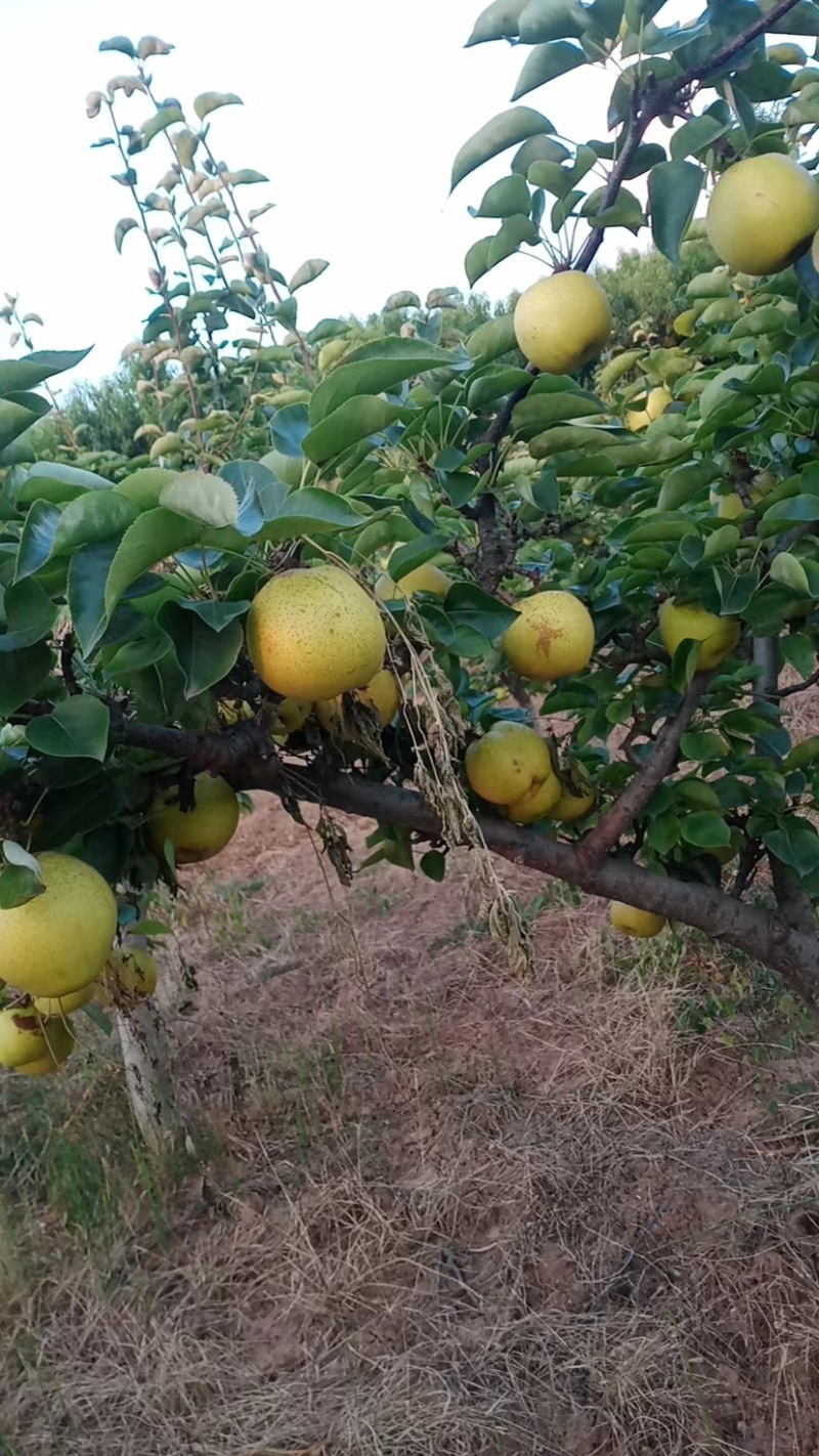 苍溪黄金梨大量上市欢迎前来购买