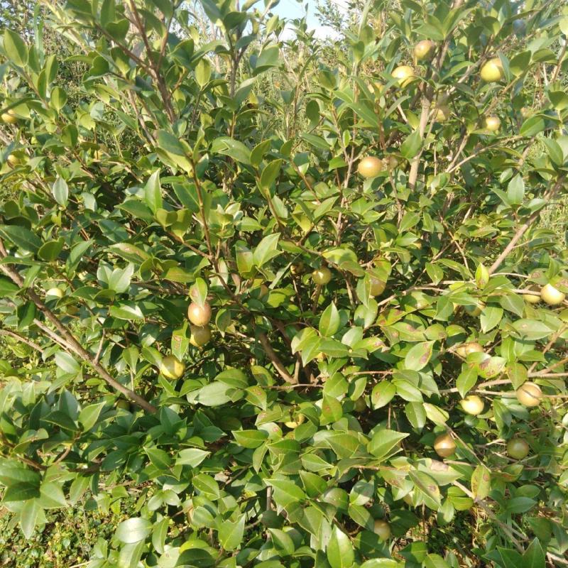 江西农村压榨山茶油食用