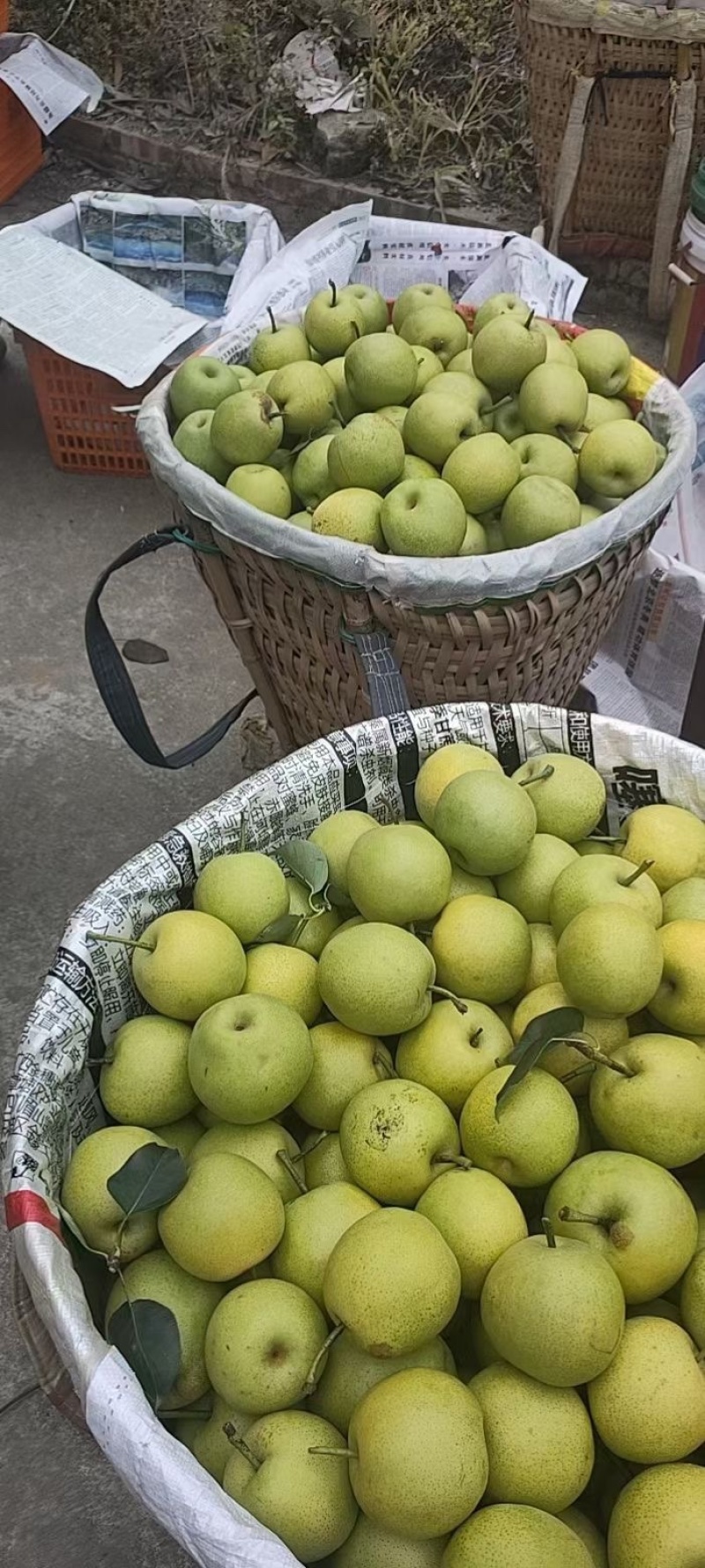 苍溪黄金梨大量上市欢迎前来购买