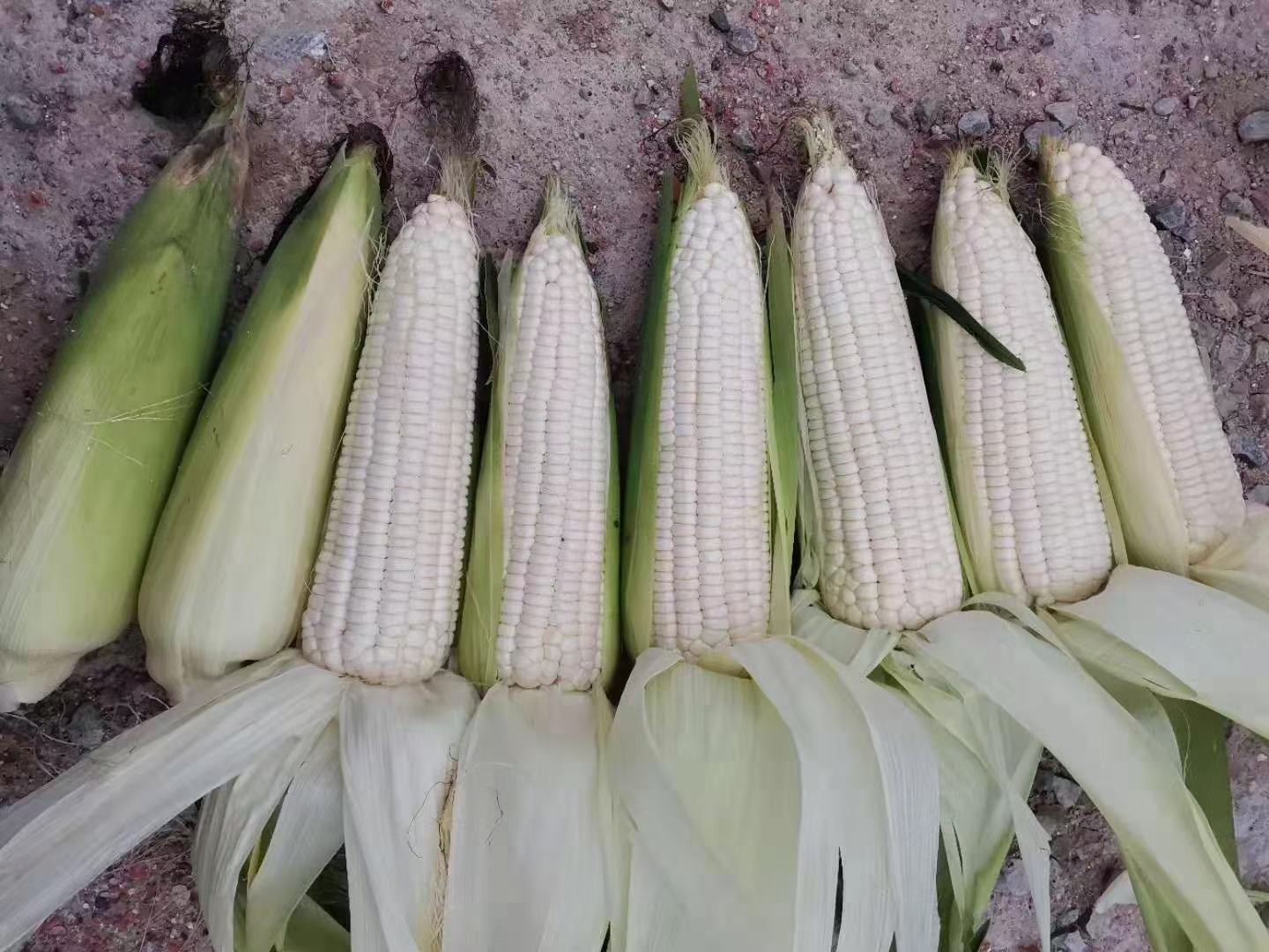 速冻甜玉米粒与新鲜甜玉米对比图