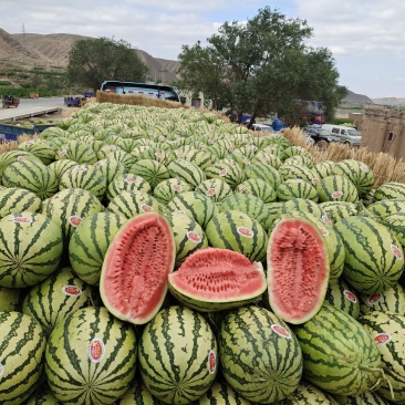 宁夏硒砂瓜金花一号