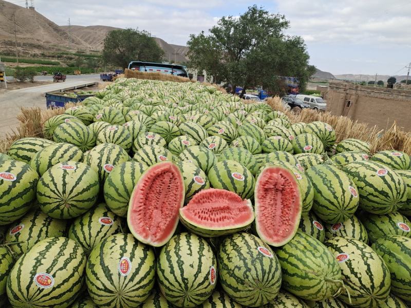 宁夏硒砂瓜金花一号