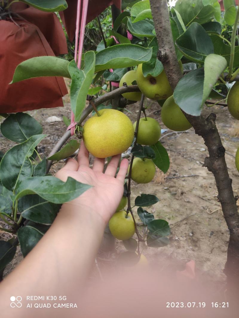 精品翠冠梨