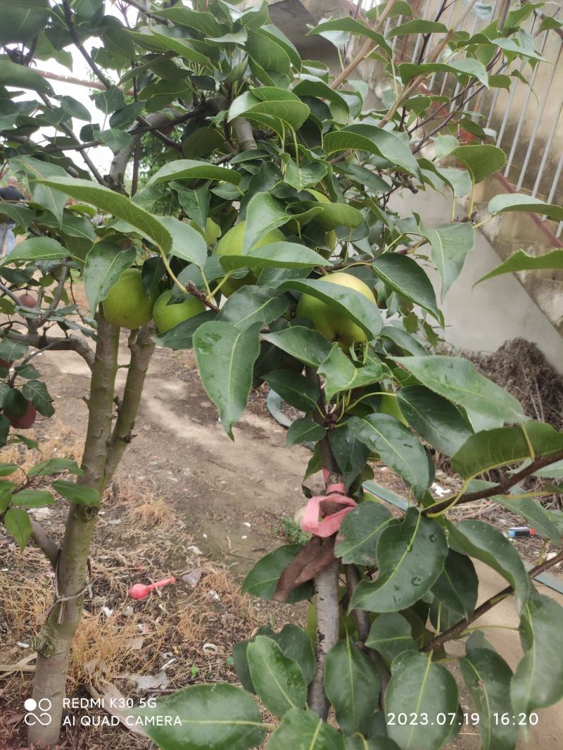 精品翠冠梨