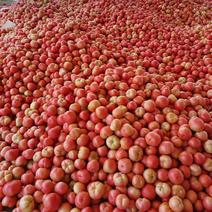 山东硬粉西红柿大量出货品质保障量大从优诚信经营产地直发