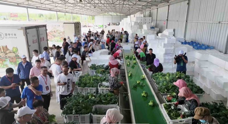 【热销】宁夏西兰花基地直发货源充足可视频看货欢迎来电咨询