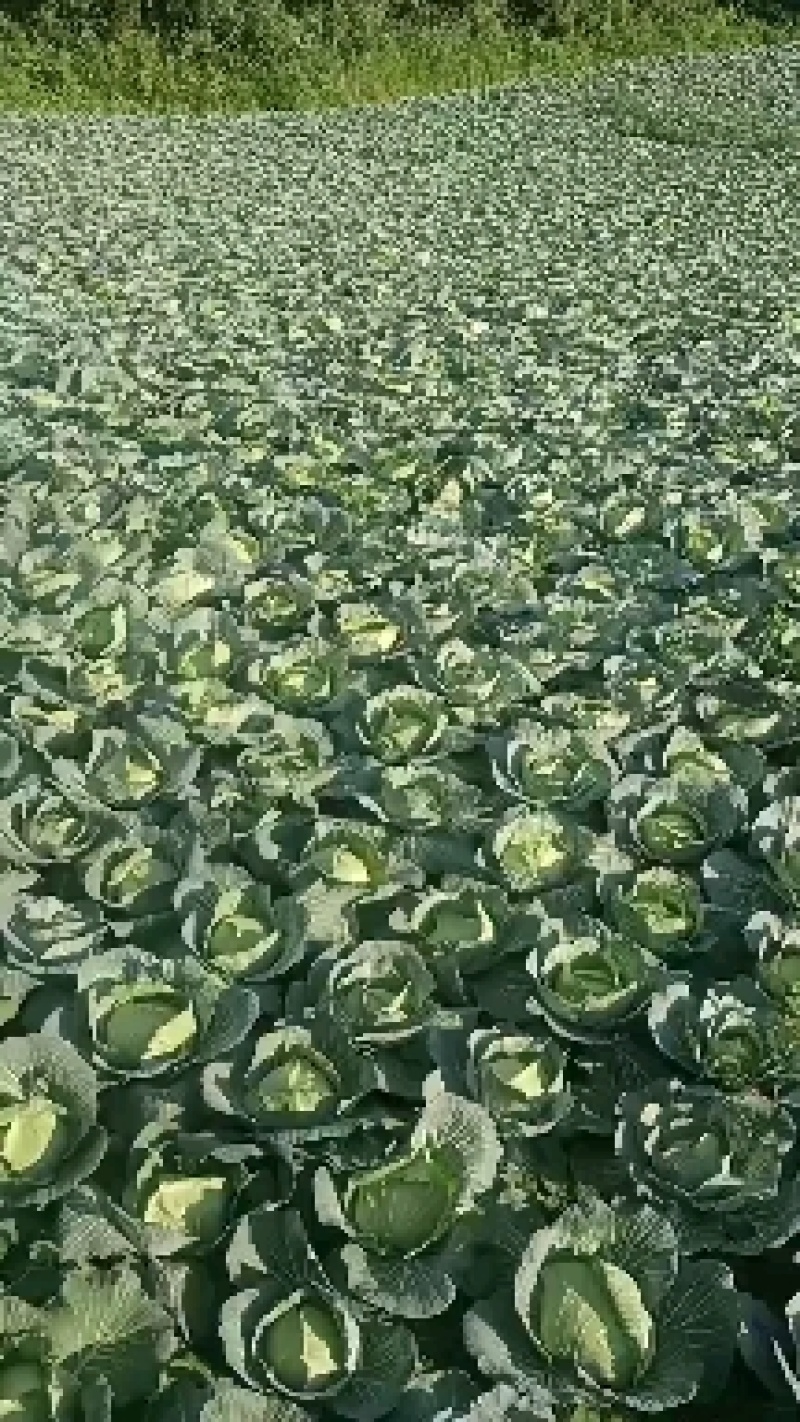 湖北恩施利川齐岳山高山反季节蔬菜