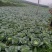 湖北恩施利川齐岳山高山反季节蔬菜