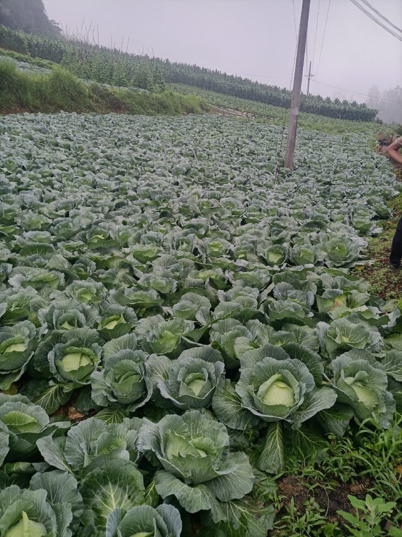 湖北恩施利川齐岳山高山反季节蔬菜