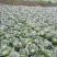 湖北恩施利川齐岳山高山反季节蔬菜