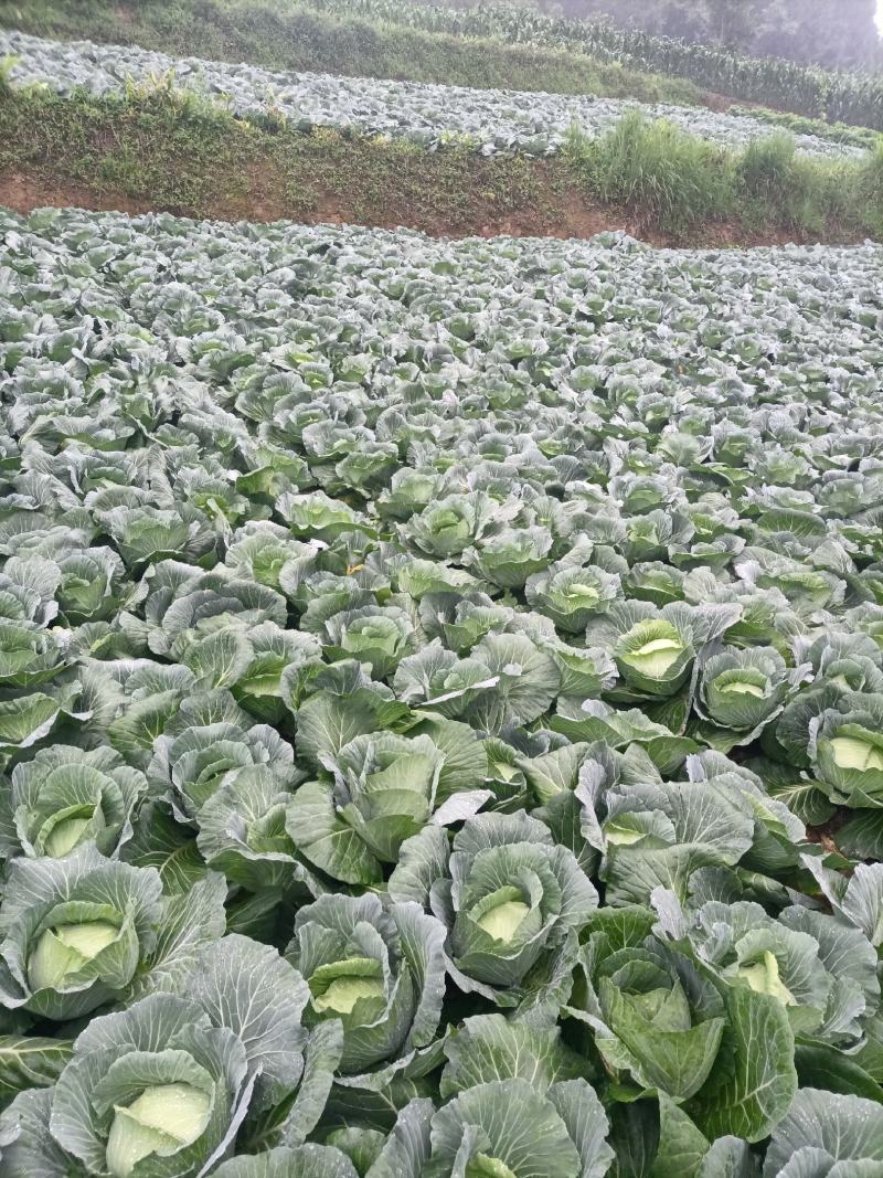 湖北恩施利川齐岳山高山反季节蔬菜