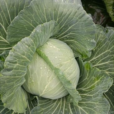 湖北恩施利川齐岳山高山反季节蔬菜