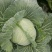 湖北恩施利川齐岳山高山反季节蔬菜