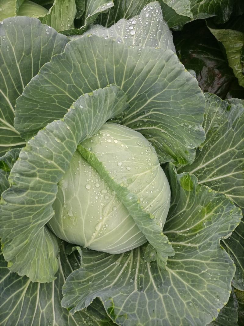 湖北恩施利川齐岳山高山反季节蔬菜