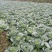 湖北恩施利川齐岳山高山反季节蔬菜