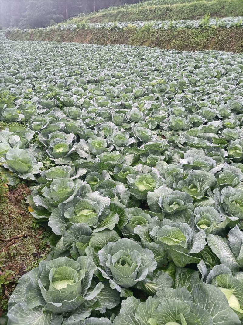 湖北恩施利川齐岳山高山反季节蔬菜