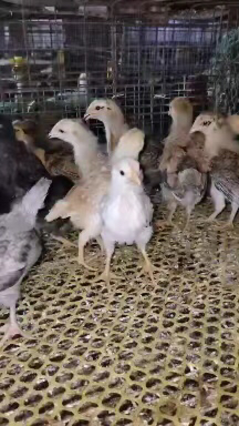 【好货推荐】土鸡苗优质草鸡苗，包防疫包成活率，诚信经营