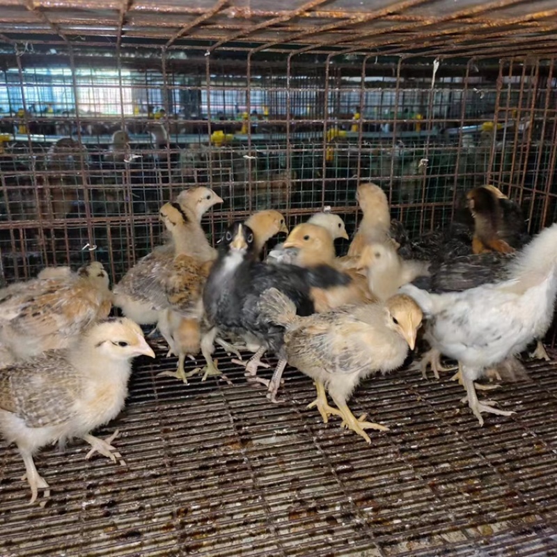 【好货推荐】土鸡苗优质草鸡苗，包防疫包成活率，诚信经营