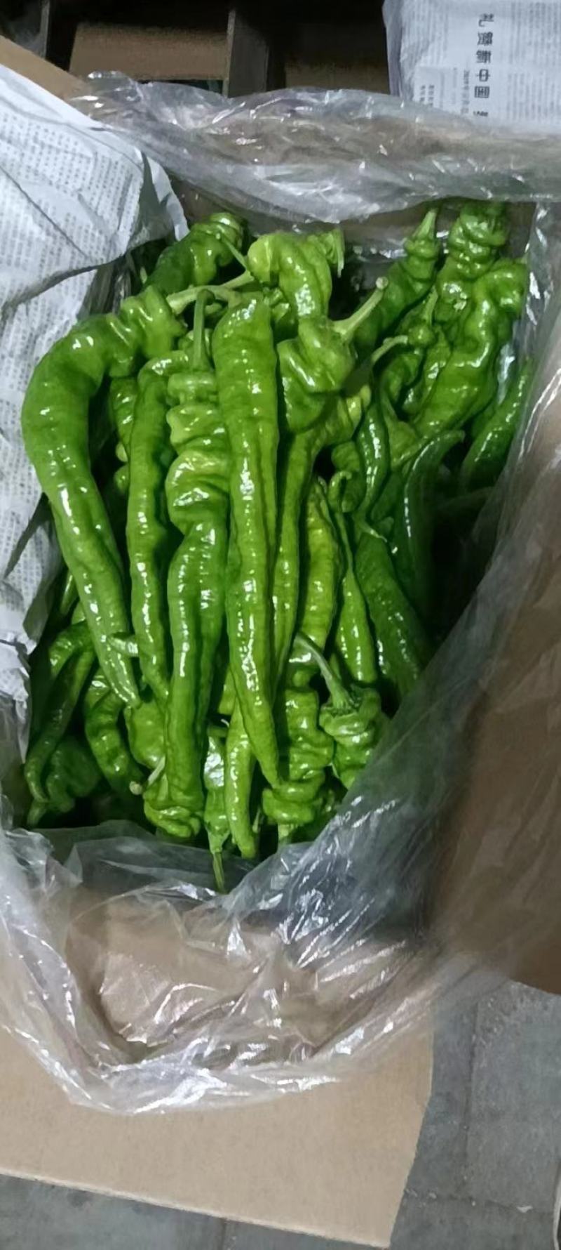 甘肃陇椒辣椒，精品螺丝椒大量有货，一手货源欢迎致电