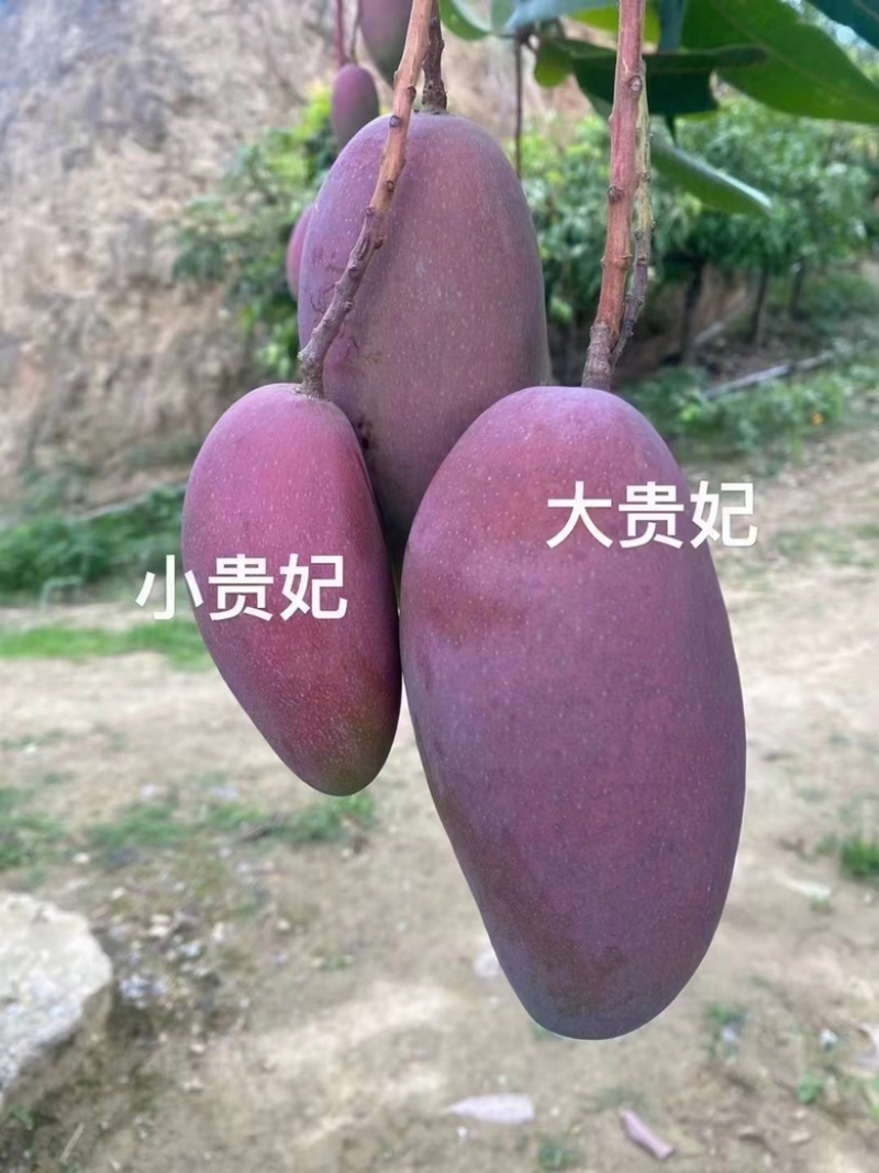 【优选】芒果云南华坪县芒果凯特芒，鹰嘴芒圣，贵妃