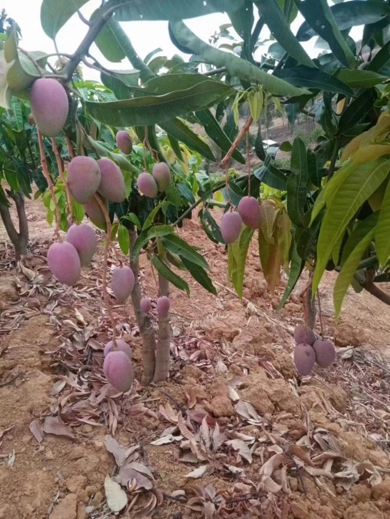 【优选】芒果云南华坪县芒果凯特芒，鹰嘴芒圣，贵妃