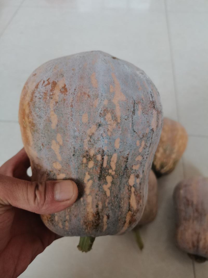 小金香南瓜产地直供瓜甜味糯支持商超电商档口优质货源