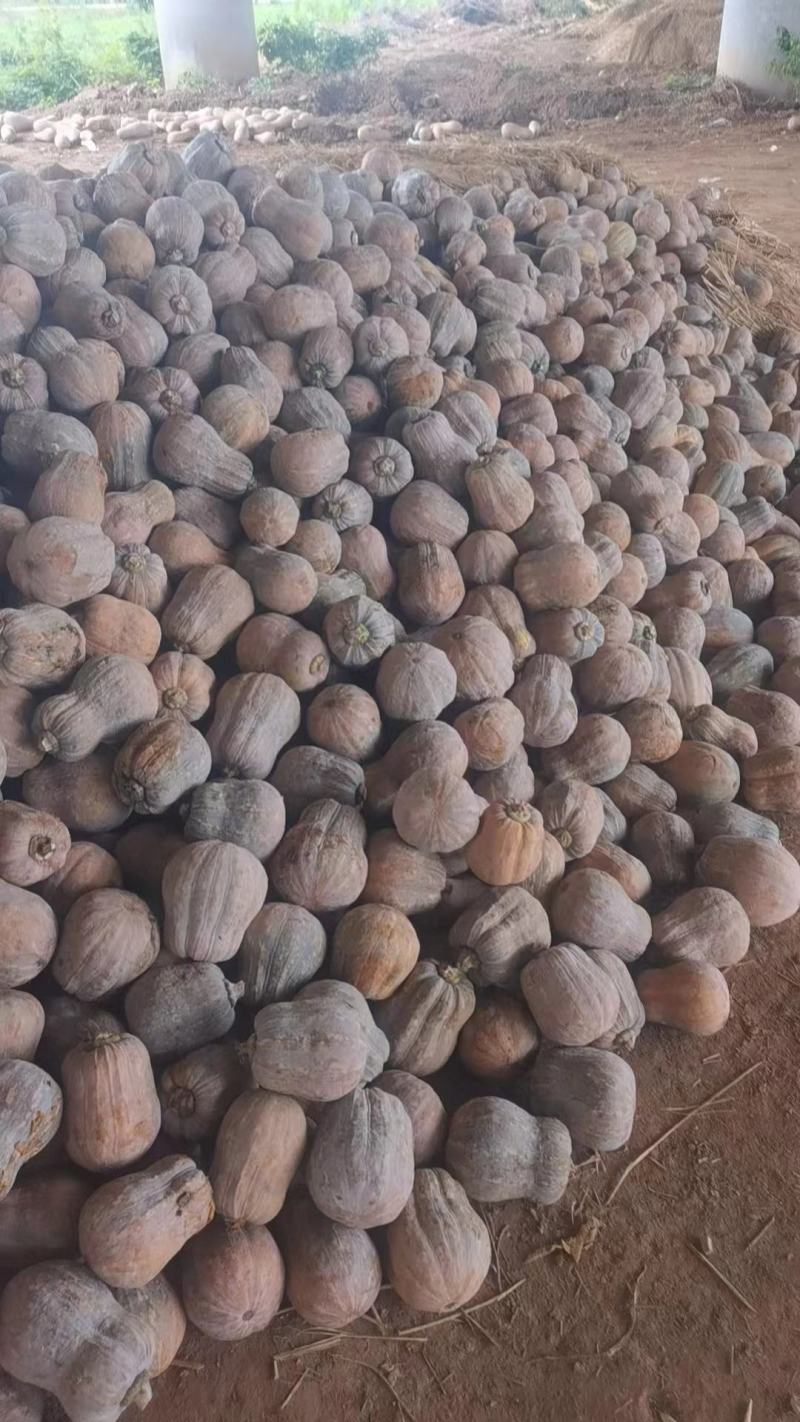 小金香南瓜产地直供瓜甜味糯支持商超电商档口优质货源