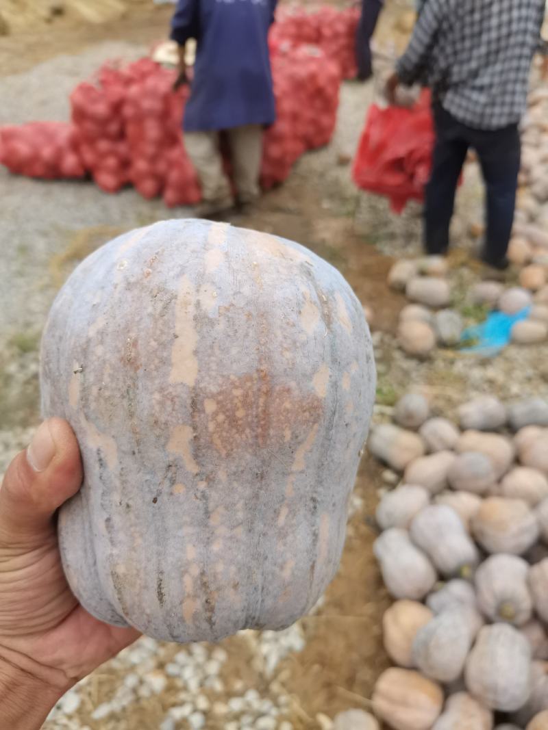 小金香南瓜产地直供瓜甜味糯支持商超电商档口优质货源