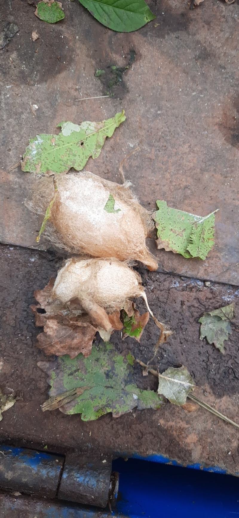 茧蛹带壳不包含快递费用