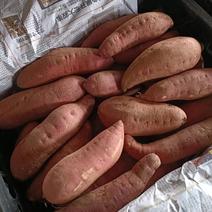 福建红薯-济薯规格齐全品质好价格便宜欢迎咨询