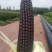 【精品】山西精品甜玉米大量供应，颜色好，口感好，大量现货