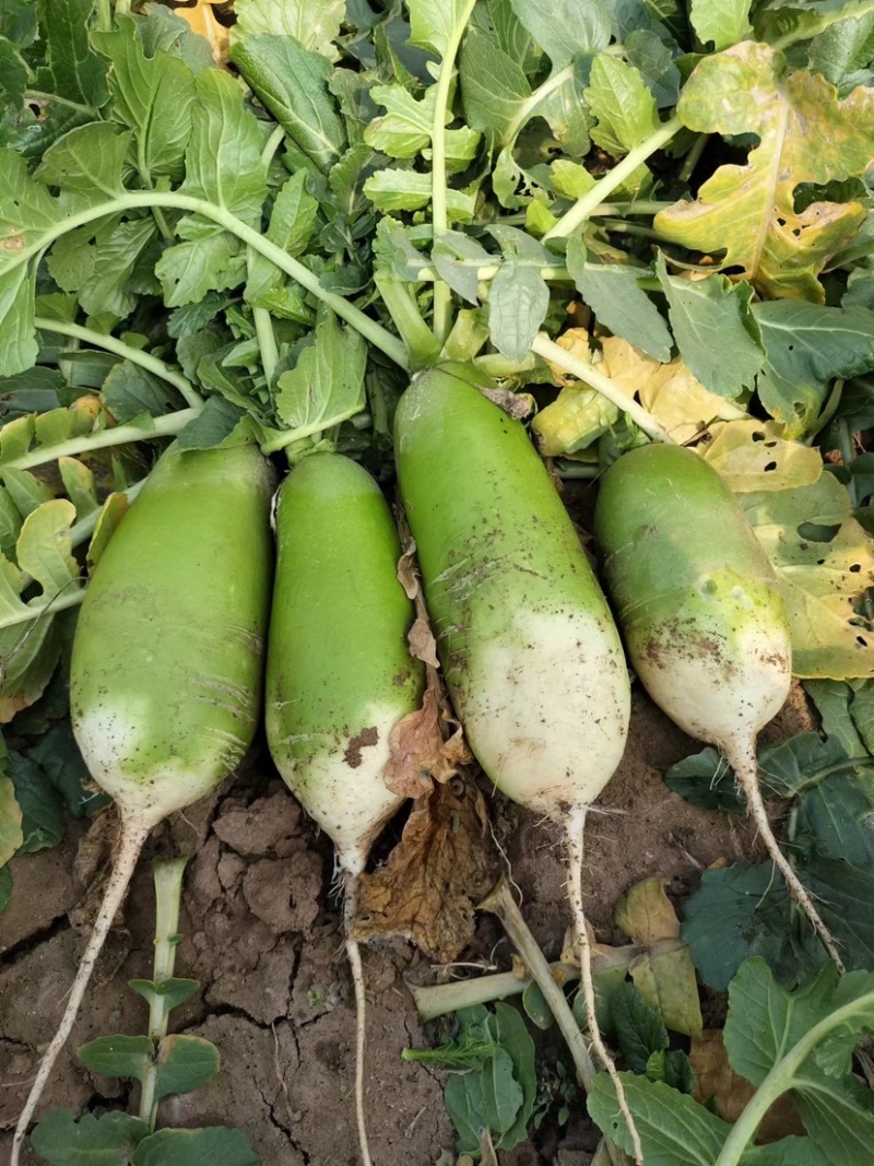 【精品】青萝卜大量供应，一手货源，产地直发，价格优惠