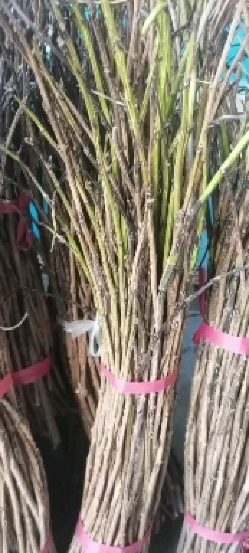 金蝉卵枝条，杨枝，大量供货可视频看货基地直供欢迎联系