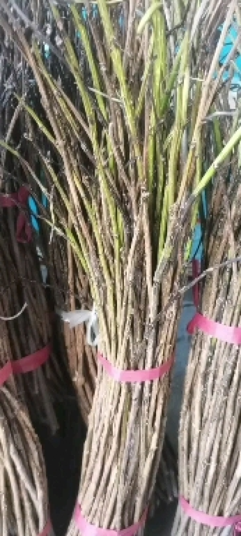 金蝉卵枝条，杨枝，大量供货可视频看货基地直供欢迎联系