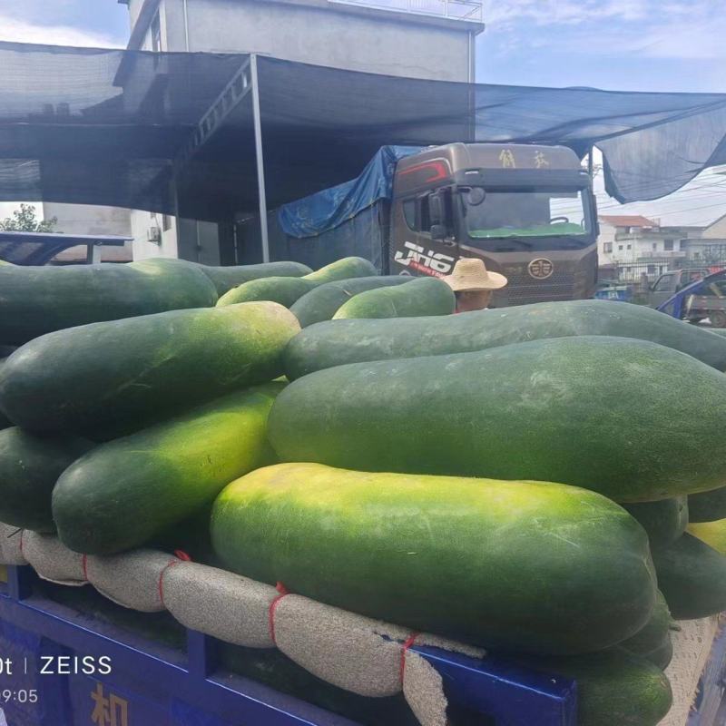 精品黑皮冬瓜大量现货保质保量实力代办全国发货