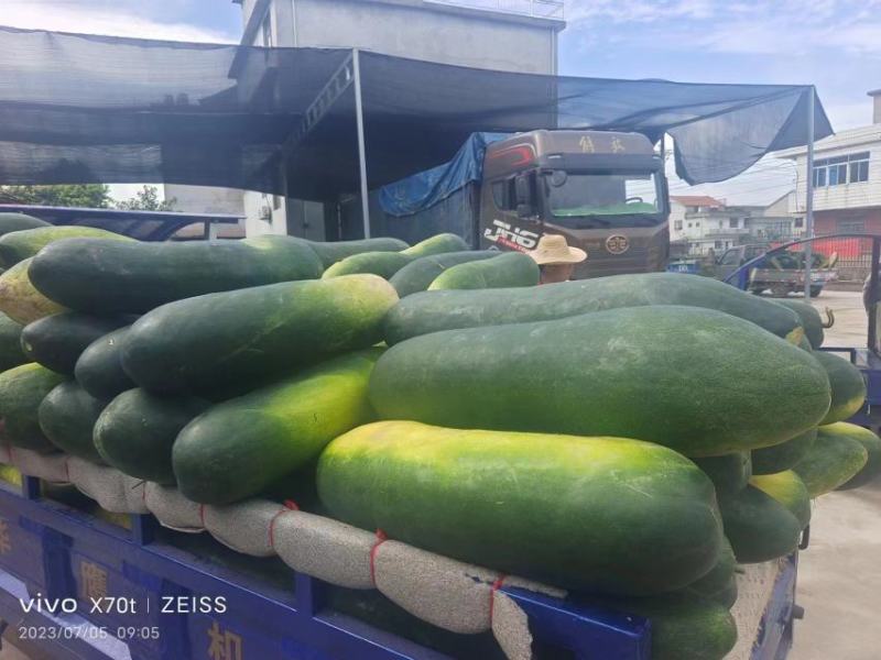 精品黑皮冬瓜大量现货保质保量实力代办全国发货