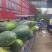 精品黑皮冬瓜大量现货保质保量实力代办全国发货